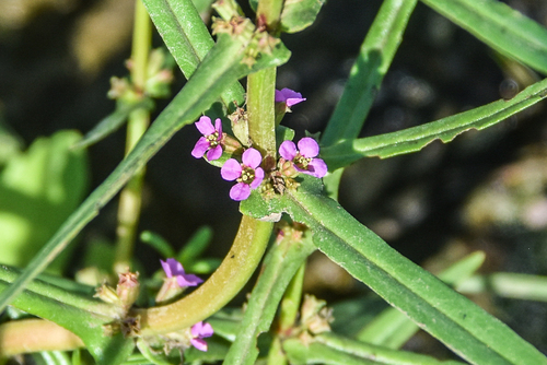 Ammannia coccinea, photograph 3