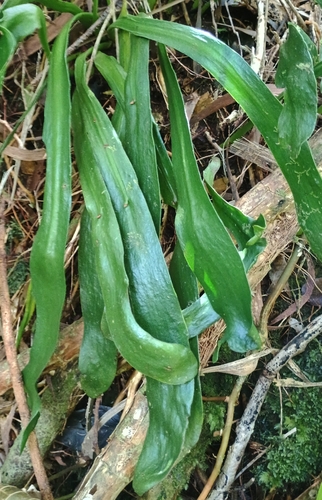 Ophioderma pendulum observed 2026-09-20