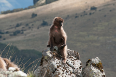 Theropithecus gelada gelada