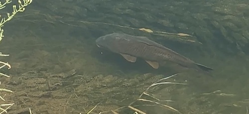 European Carp