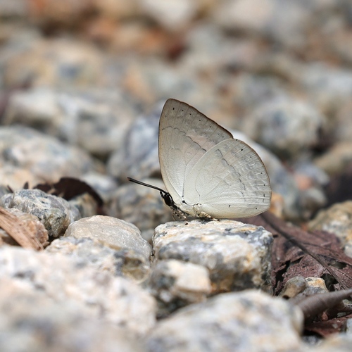 Narrow-banded Sunbeam