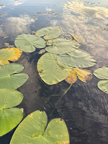 Nuphar variegata, photograph 1