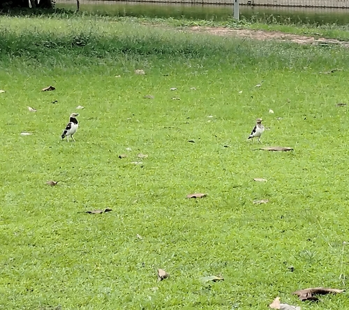 Black-collared Starling