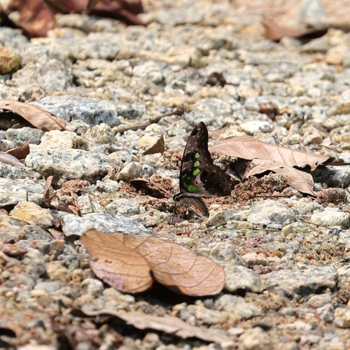 Tailed Jay