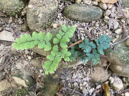 Adiantum flabellulatum