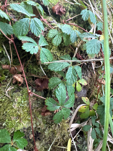 Rubus pedatus, photograph 3