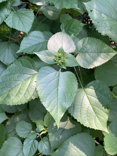 Clerodendrum canescens