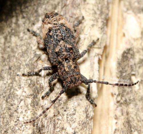 Pterolophia granulata