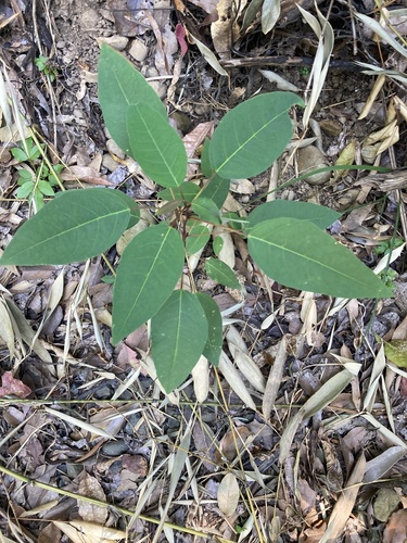 Triadica cochinchinensis, photograph 1