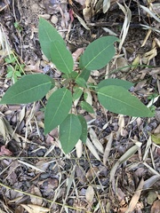 Triadica cochinchinensis