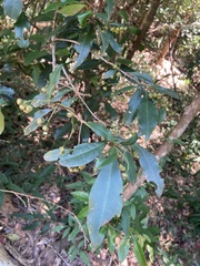 Ardisia quinquegona