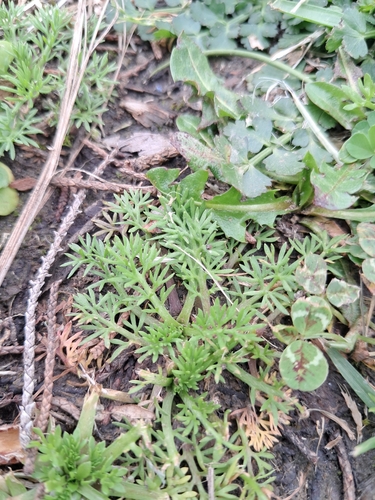 Soliva sessilis, photograph 1