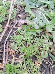 Soliva sessilis