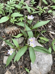 Claytonia lanceolata