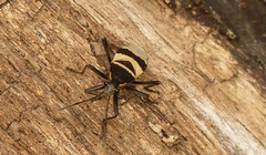 Largus fasciatus