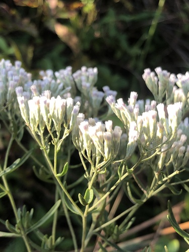 Eupatorium hyssopifolium, photograph 4