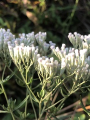 Eupatorium hyssopifolium, photograph (c) Andrew Conboy, some rights reserved (CC BY)