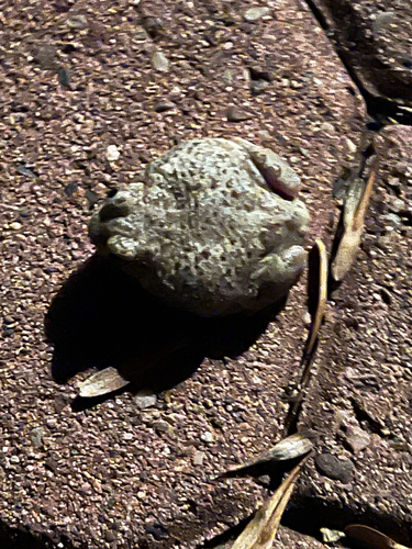 Mexican Spadefoot