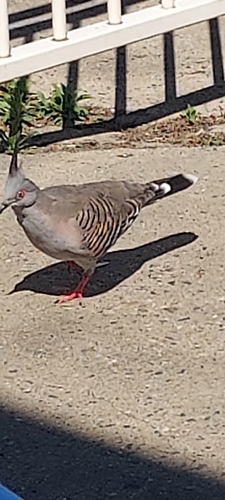 Crested Pigeon