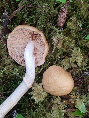 Wrinkled Cortinarius