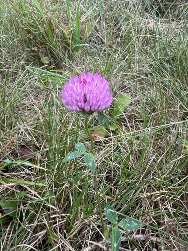 Red Clover
