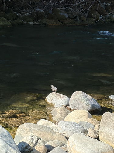 American Dipper