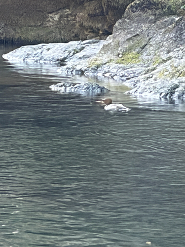 Common Merganser