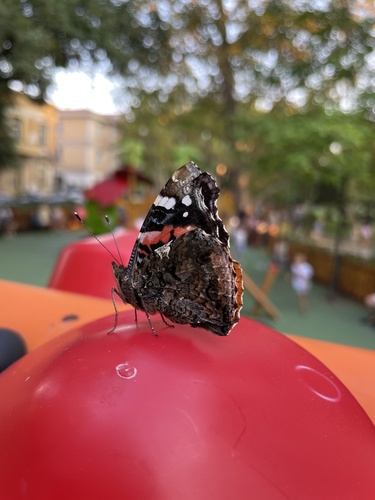 Red Admiral
