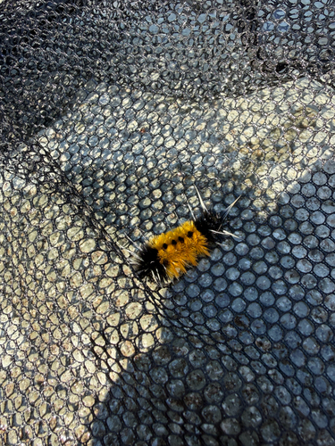 Spotted Tussock Moth