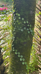 (c) Frank Ashwood, some rights reserved (CC BY) Pyrrosia piloselloides, photograph (c) Frank Ashwood, some rights reserved (CC BY)