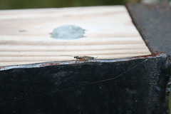 Clistopyga recurva