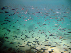 Atherinomorus lacunosus