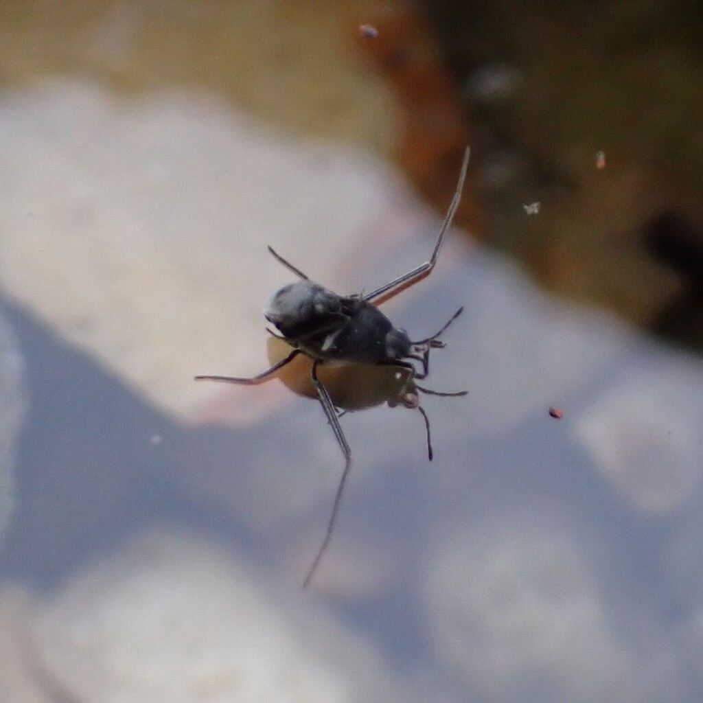 Halovelia bergrothi