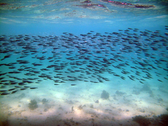 Atherinomorus lacunosus