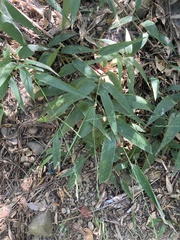 Lophatherum gracile
