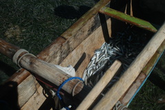 Atherinomorus lacunosus