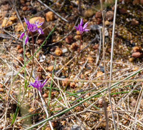 Sowerbaea laxiflora, photograph 5
