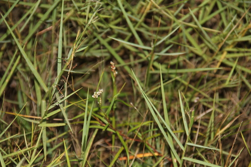 swamp smartweed