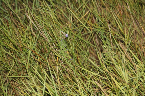 blue waterleaf