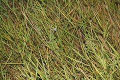 Hydrolea ovata
