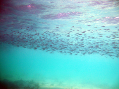 Atherinomorus lacunosus