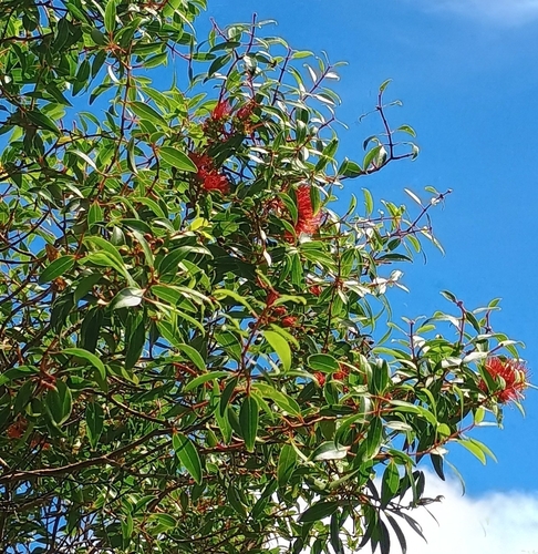 Metrosideros tremuloides observed 2026-09-20