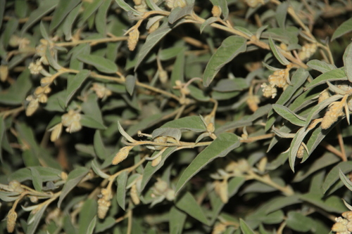Lindheimer's Doveweed