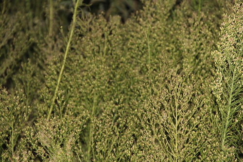 horseweed