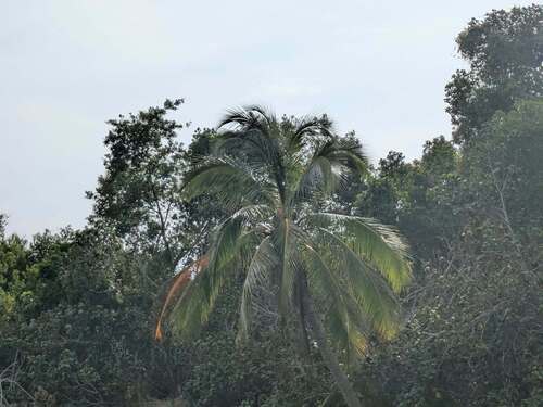 coconut palm (Cocos nucifera)