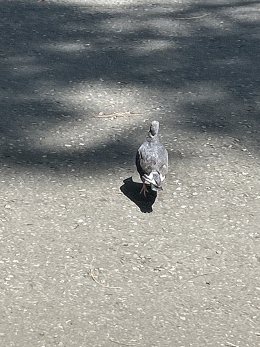 Feral Pigeon