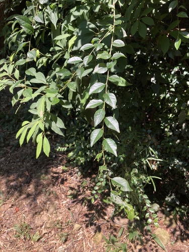 Ilex asprella