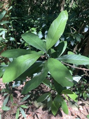 Psychotria asiatica