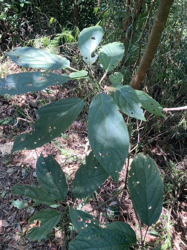 Clerodendrum cyrtophyllum