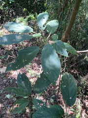 Clerodendrum cyrtophyllum